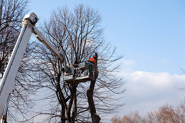 How Our Tree Care Process Works  in  Morehead City, NC